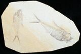 Double Diplomystus Fossil Fish Plate #5478-1